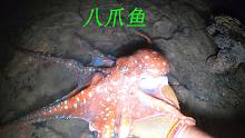 晚上赶海就好像寻宝一样，有八爪鱼和螃蟹，还有可遇不可求的海参
