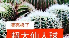 #仙人球 #仙人球开花 #仙人球开花了 超级大的仙人球，长见识了，哈哈哈。@神秘人(O3xc65hr