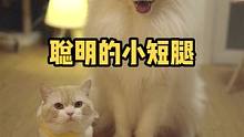 腿短也不影响可爱和聪明#猫 #猫粮 #可爱