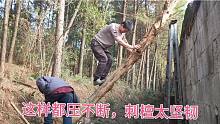 爷爷带小伙上山砍树，从没见过这么坚韧的树，据说以前是做抢把的