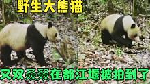 萌萌哒！野生大熊猫又双叒叕在都江堰被拍到了，状况良好憨态可掬