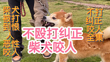 不打也能纠正咬人的狗？（晴天第二集）