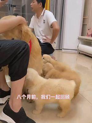 小崽崽奶癮發(fā)作，一個(gè)勁問爸爸要奶喝#萌寵出道計(jì)劃 #家有萌寵