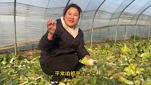 大棚里捡几棵白菜，回家做个白菜馍，做的玉米面糊涂婆婆没喝出来