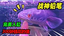 300块钱再买一条44公分的铅笔鱼，回来后直接霸气入缸，场面一绝