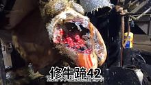 这次受伤很严重，牛蹄烂了大半，溃烂上还长了小肉球 #修牛蹄 #解压