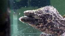 小鳄龟进食虹鳟鱼，没想到如此霸气，嚼都不嚼直接生吞，