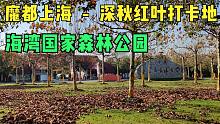 深秋红叶！上海海湾国家森林公园（扫拍版），4K超高清旅游风景-魔都上海