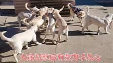 狗狗大病初愈后回归大部队了，互动抢玩具有些力不从心啊！恢复中