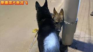 這條母犬換幾個地方還不拿不下，這次黑豹是真的要出絕招！
