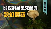 蘑菇中毒后出现小人国幻视症是真的吗？为什么蘑菇能致幻？