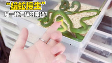 人工帮助小蛇出壳的全过程，速度围观！