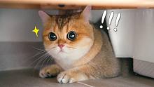 被电闪雷鸣吓到的猫咪的反应，缩在角落太可爱了！