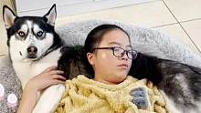 狗狗虽然不会说话，但默默地守护生病的主人真的很贴心，感动哭了 #哈士奇 #狗狗 #狗狗和主人的感情