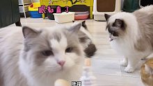 【布偶猫】你们要的养猪秘籍来了，学废了吗
