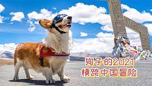 狗狗眼中的2021：横跨半个中国冒险，收获4个小奶狗，圆满且幸福