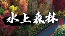 如果你在杭州，那么深秋后的青山湖水上森林值得你为她而来#航拍#青山湖#水上森林公园#最美水杉