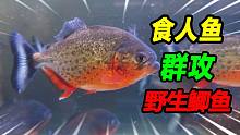 30条凶残獠牙食人鱼，集体群攻一条野生鲫鱼，战斗场面竟如此亮眼