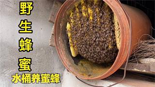 农户把野生蜜蜂养在水桶里，没想到吃不完蜂蜜，西娃子今天赚大了