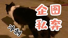 我的狗差点就跟别人私奔了！！！