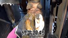 这次发现的及时，牛蹄只是轻微受伤，晚几天就要溃烂化脓了 #修牛蹄