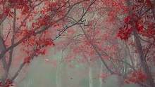 片片红叶丝丝情,瑟瑟秋风千千结。 自古相思多善感,不见伊人意难醉。 #红叶 #下雨天 #意境 #后期