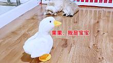 会说话的鸭子冒充猫姐搭讪，调戏绝育二哈猫，气得小猫想袭击它