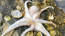 雷子赶海收获喷墨的八爪鱼，还有爬行的海星