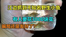 遇到骗子？江边抓到10多条小鱼，有人出3000块收。是不是骗局？