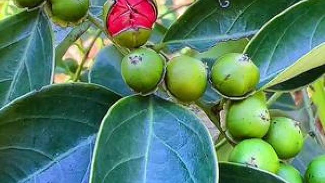 黑面神这个植物,有人也叫四季青,你那还有吗?