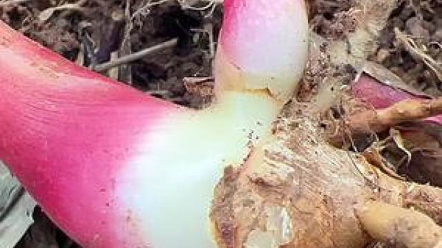 华山姜,有人也叫山姜,廉姜,你那还有吗?