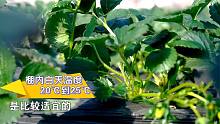幼果期的草莓大棚，这几点管理事项需要注意啦！