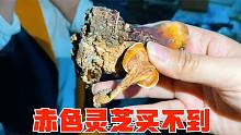 卓玛妈妈送给阿宁一个贵重礼物，山上采的赤灵芝，这东西很难买到