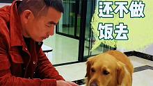 老头光顾着玩手机，饭都不肯去做，金毛豆豆动用了搓衣板他才老实