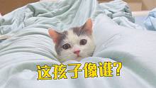 小奶猫这智商到底遗传了谁？