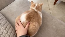 一颗忧郁的猕猴桃