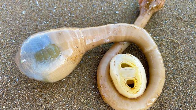 大玲赶海,挖出一米多长的海葵一摸就缩水,还有躲在壳里的八爪鱼