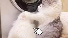 当铲屎官把小猫咪心爱的娃娃扔进洗衣机后……#猫咪的迷惑行为