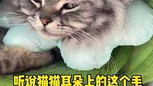 我是来打假的，有聪明毛的并不聪明#猫咪的迷惑行为