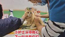 漂亮小猫打疫苗，刚看到护士很害怕，护士夸它漂亮它就喜欢护士了