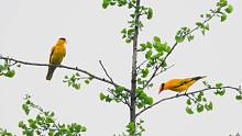 两个黄鹂鸣翠柳，黄鹂鸟被伯劳鸟追跑了，黄鹂鸟叫声