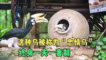 它是鸟类的建造大师，又被称为忠情鸟，还会“金屋藏娇”！