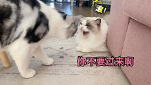 【布偶猫】带东厂父子去大姨家团建，醋精大老猫不让皮皮接近小主人