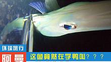 《环球探海记》阿曼~第6天：晚上夜潜叉鱼，竟然叉中一条会学鸭叫的大鱼！