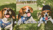 一只退休比格实验犬进入家庭后的蜕变