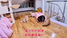小猫每次打疫苗回来想亲近猫妈，都被非打即骂，这时田园猫最暖心