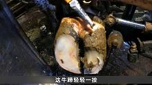 牛蹄底部出现洞眼，师傅轻轻一挤脓血水混合流出，全过程超解压#解压 #解压视频 