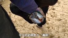 这只驴蹄是严重的“漏蹄”，救助直接用钢针刺破，师傅血都止不住#动物救助 #解压 