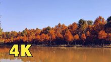 4K放松视频！深秋红叶！上海海湾国家森林公园-纯风景版，旅游风景-魔都上海