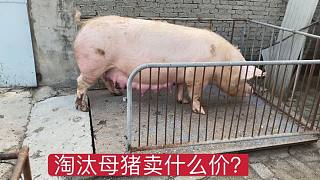 小焦家猪场卖淘汰母猪，来看看什么价格？母猪太大足足有六百多斤